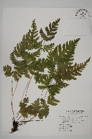 薄葉三叉蕨藏品圖，第1張