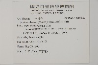 薄葉三叉蕨藏品圖，第2張