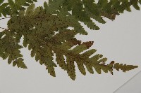 薄葉三叉蕨藏品圖，第3張