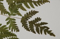 薄葉三叉蕨藏品圖，第4張