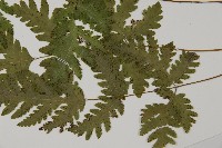 薄葉三叉蕨藏品圖，第5張