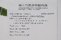 密毛毛蕨藏品圖，第2張