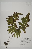 薄葉擬肋毛蕨、南洋三叉蕨藏品圖，第1張