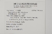 薄葉擬肋毛蕨、南洋三叉蕨藏品圖，第2張