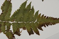 薄葉擬肋毛蕨、南洋三叉蕨藏品圖，第3張