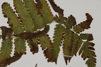 薄葉擬肋毛蕨、南洋三叉蕨藏品圖，第4張