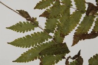 薄葉擬肋毛蕨、南洋三叉蕨藏品圖，第5張