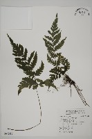 薄葉擬肋毛蕨、南洋三叉蕨藏品圖，第1張