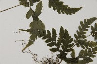 薄葉擬肋毛蕨、南洋三叉蕨藏品圖，第3張