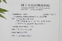 毛葉腎蕨藏品圖，第2張