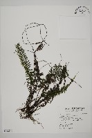 鞭葉鐵線蕨藏品圖，第1張
