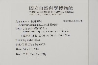 鞭葉鐵線蕨藏品圖，第2張