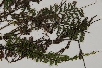 鞭葉鐵線蕨藏品圖，第3張