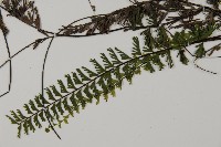 鞭葉鐵線蕨藏品圖，第4張