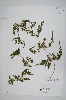 海金沙藏品圖，第1張