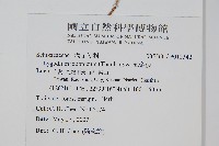 海金沙藏品圖，第2張