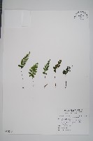 小葉鐵角蕨藏品圖，第1張