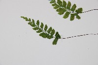 小葉鐵角蕨藏品圖，第3張