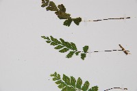 小葉鐵角蕨藏品圖，第4張