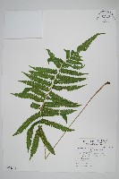 密毛小毛蕨藏品圖，第1張