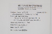 密毛小毛蕨藏品圖，第2張