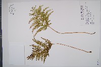 闊片烏蕨藏品圖，第1張