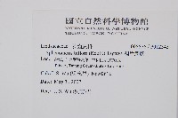 闊片烏蕨藏品圖，第2張