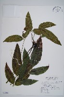 細柄雙蓋蕨藏品圖，第1張