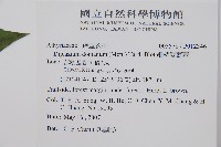 細柄雙蓋蕨藏品圖，第2張