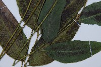 細柄雙蓋蕨藏品圖，第3張