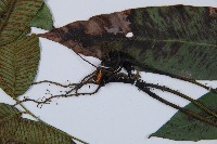 細柄雙蓋蕨藏品圖，第4張