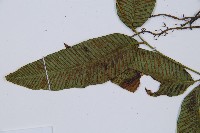 細柄雙蓋蕨藏品圖，第5張