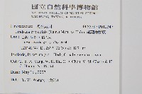 圓葉陵齒蕨藏品圖，第2張