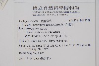 新月蕨藏品圖，第2張