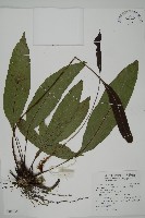 沙皮蕨藏品圖，第1張