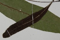 沙皮蕨藏品圖，第6張