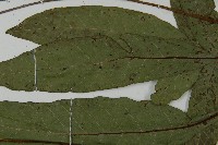 沙皮蕨藏品圖，第7張