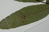 沙皮蕨藏品圖，第8張