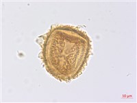 沙皮蕨藏品圖，第4張