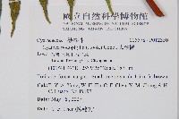 鬼桫欏藏品圖，第2張