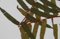 鬼桫欏藏品圖，第3張