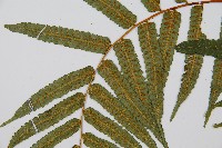 鬼桫欏藏品圖，第4張