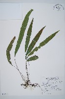 單葉雙蓋蕨藏品圖，第1張