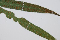 單葉雙蓋蕨藏品圖，第3張