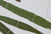 單葉雙蓋蕨藏品圖，第4張