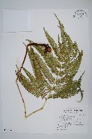 傅氏鳳尾蕨藏品圖，第1張