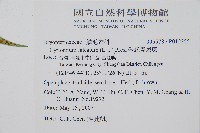 全緣貫眾蕨藏品圖，第2張