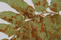 全緣貫眾蕨藏品圖，第3張