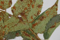 全緣貫眾蕨藏品圖，第4張