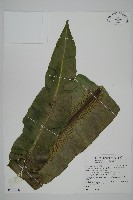 南洋山蘇花藏品圖，第1張